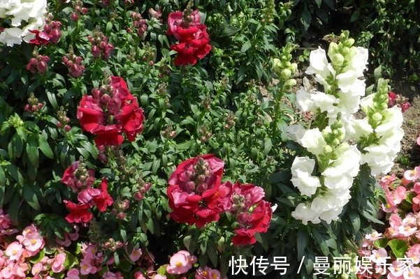 漂亮|不仅是漂亮的花卉,还是重要的药材,可清热解毒,来学习播种方法