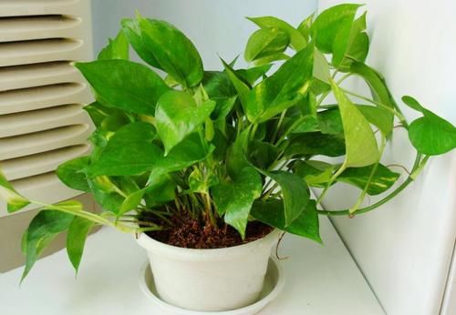 养花易出问题的地方真多！肥水土光，哪一个细节都不能遗漏