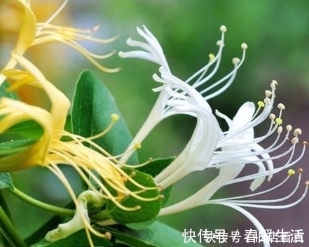 洛神花|花草是天然的化妆品,常用这4朵花,给你从头到脚的美丽肌肤