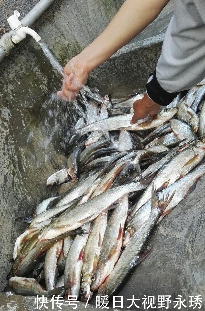 渔获|盛夏钓翘嘴,渔获你最美,饵料、钓位、技巧分享