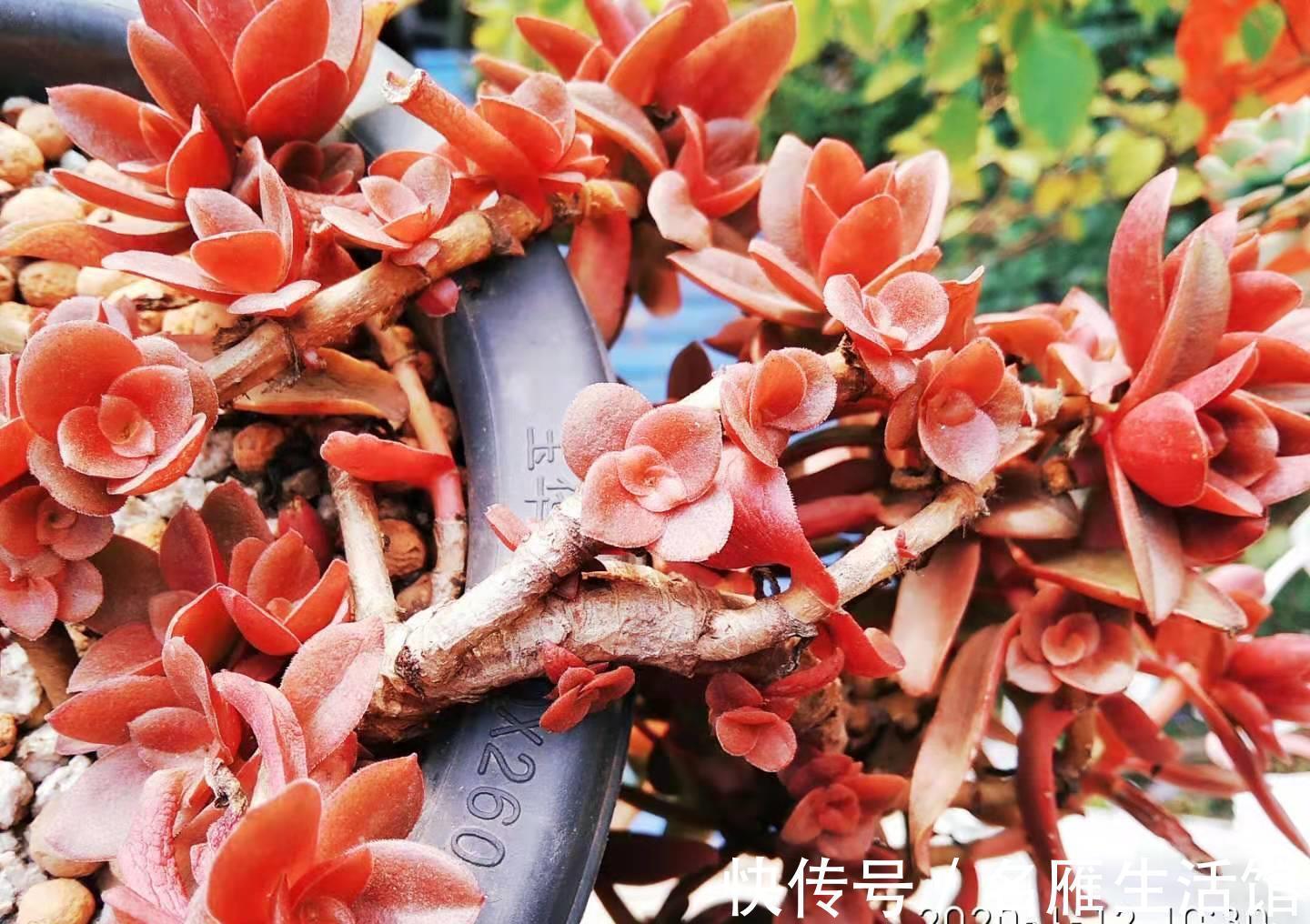 姬胧月|刚开始养多肉的“小白”，试试此6个品种，养过的肉友都说忒好养