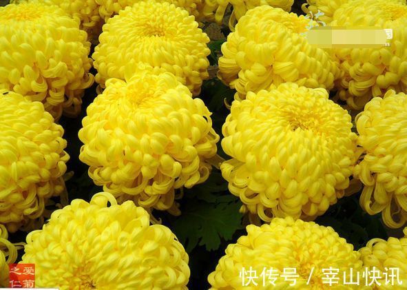 喜欢玫瑰，不如养盆“菊中珍品”国华黄越山，似金色芍药，金灿灿