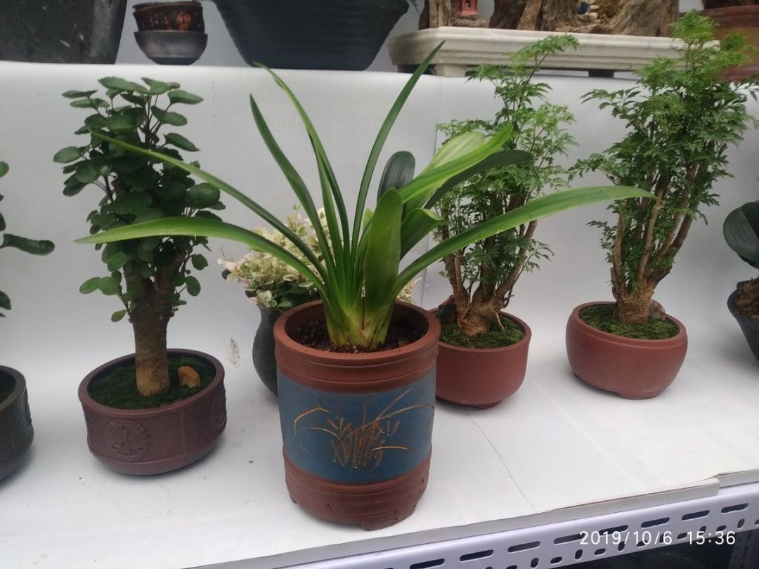 叶片|君子兰夹箭不开花,找根棉签擦一下,花箭立马钻出来!