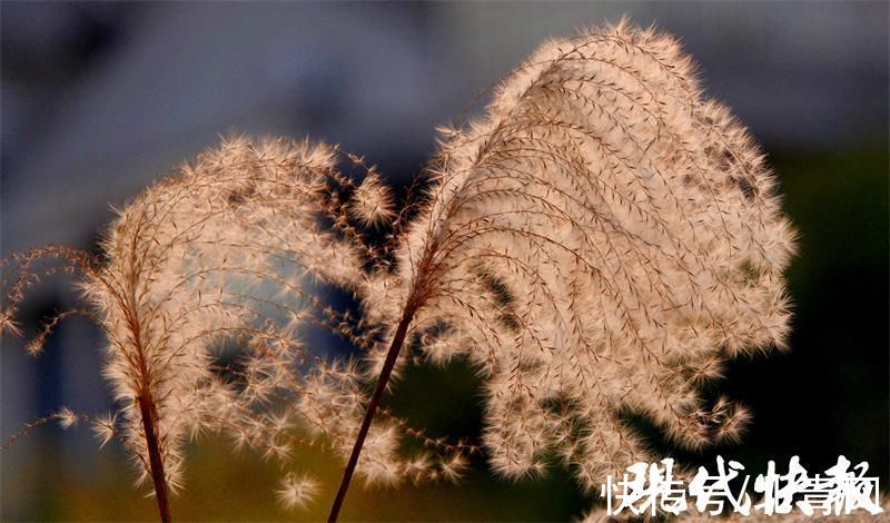 冬景|芦苇花开，冬景如画