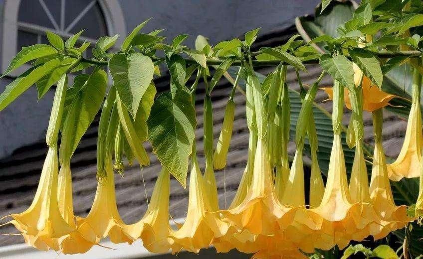 野外多见全株有剧毒，村民却喜欢将其种在家中，这是为何呢？