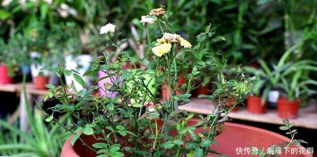 这2种花养成老桩不划算,不及时修剪,花都不开了!