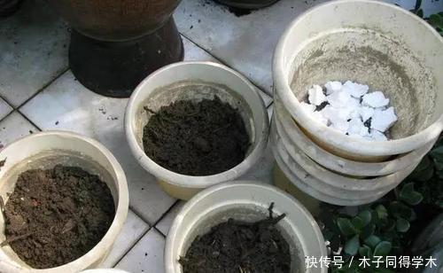 泡沫板|家里的泡沫盒别乱扔,拿来养花用处多,后悔以前全扔了