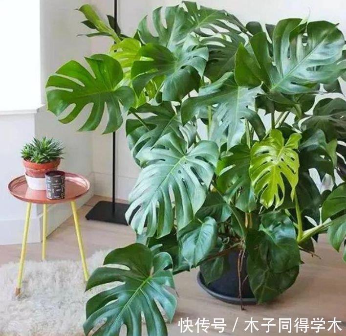 此款花卉,好养易爆盆,养人又旺财,富贵吉祥,变成有钱人!