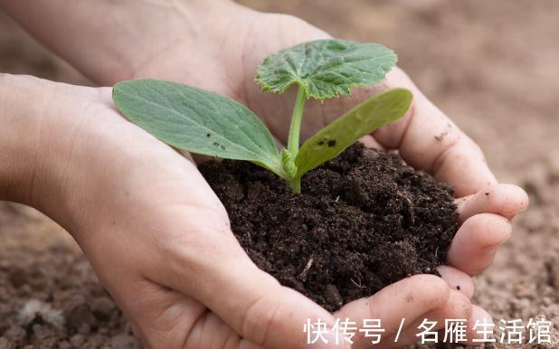 养花的土壤板结?加上4种东西,土壤疏松有劲,养啥都省心