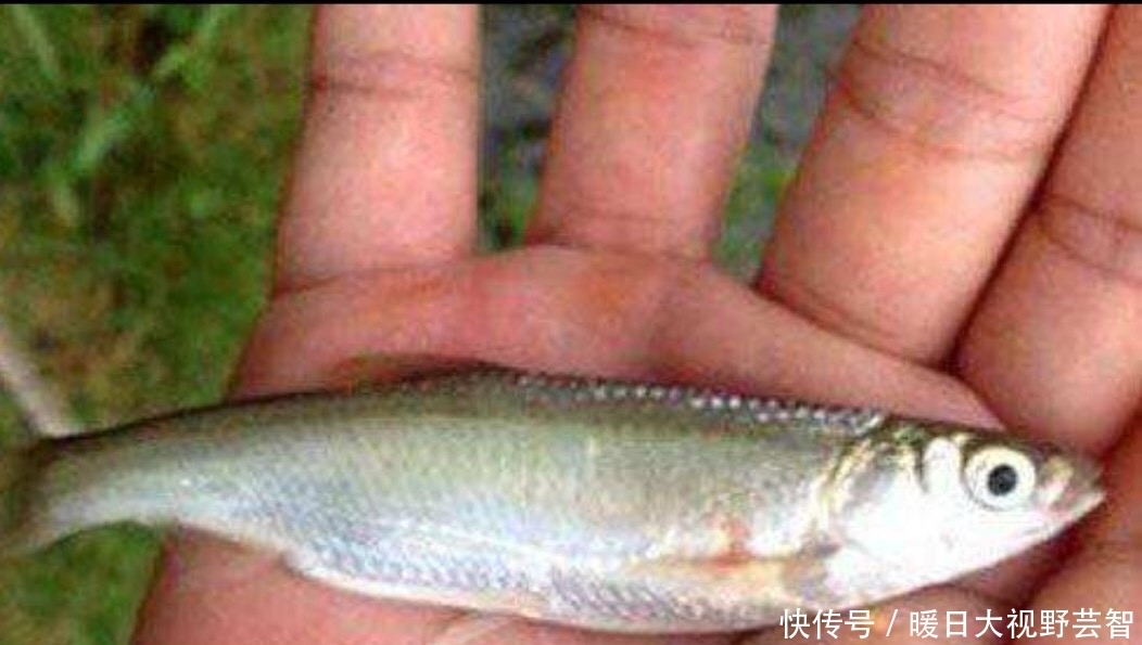 钓鱼|怎样野钓小白条?这个问题可能老钓手都不知道怎么回答,值得收藏