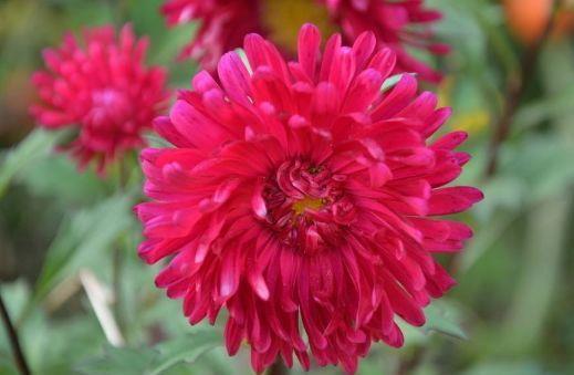 菊花|几款花养在家中幽香四溢,花色妖艳妩媚,烂漫迷人眼