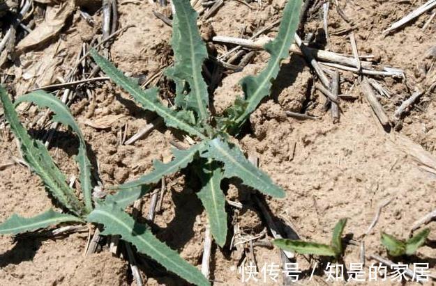 野菜|在农村好比“人参”的野菜，味道虽难吃，可预防多种疾病