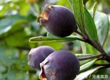 喜欢|吃货最喜欢的水果,长得丑还卖的贵,尤其是第四种!