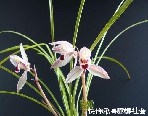 莲瓣兰|兰花的品种有很多，有的很名贵，你见过的有几种？