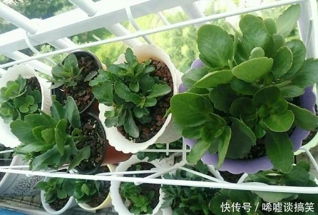 修剪掉|冬春养长寿花、蟹爪兰,不能心软,越早下手剪剪开花越多越漂亮