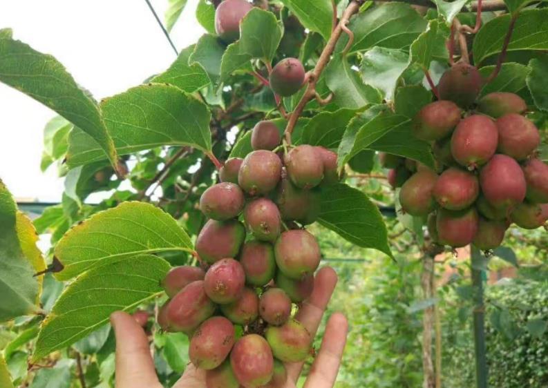 无花果树|院子里别养无花果树了,一果树新品种走红,栽越多越好