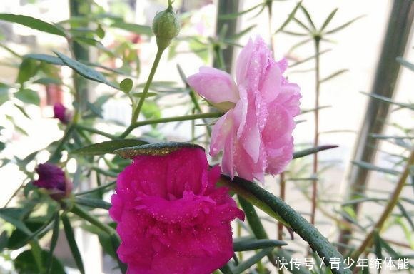 月季花苞越来越小趁着天热“剪几刀”，再次开花又大又密！