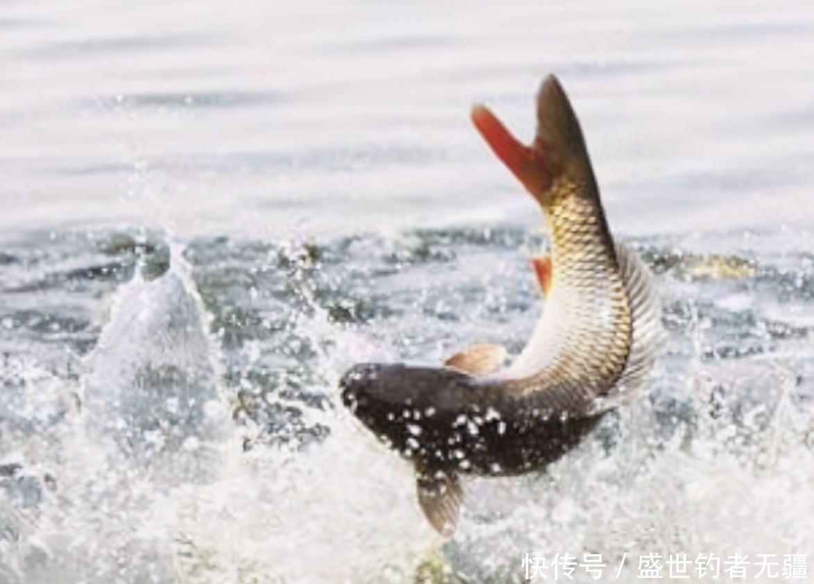 水面|大水面台钓大鲫鱼:钓组、饵料,一次说清——盛世三渔