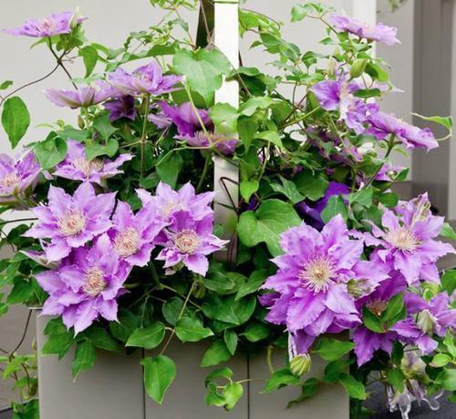 月季花|买花也要看日子，时候不对养不活白费力，附6种常见花卉入手时间