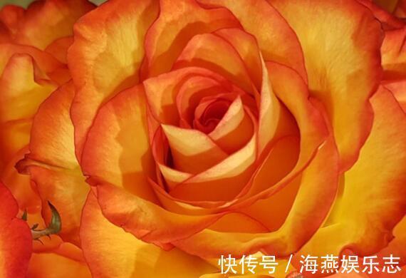 花姿|想养花选“它”花语一份神秘的爱，花姿艳丽夺彩，比菊花还美