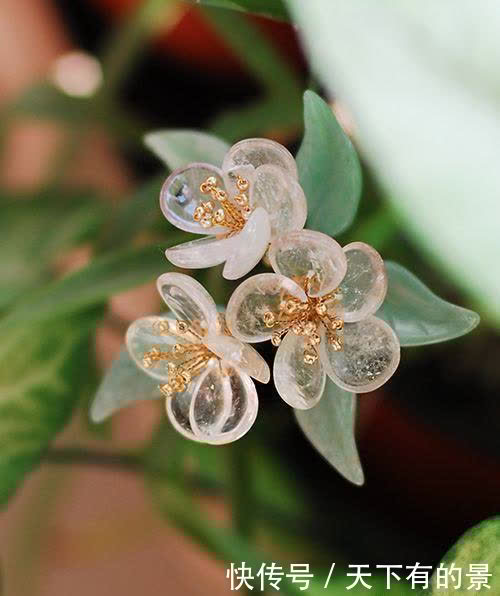 别错过这款“水晶花”,花瓣遇水变透明,单季绽放“可遇不可求”
