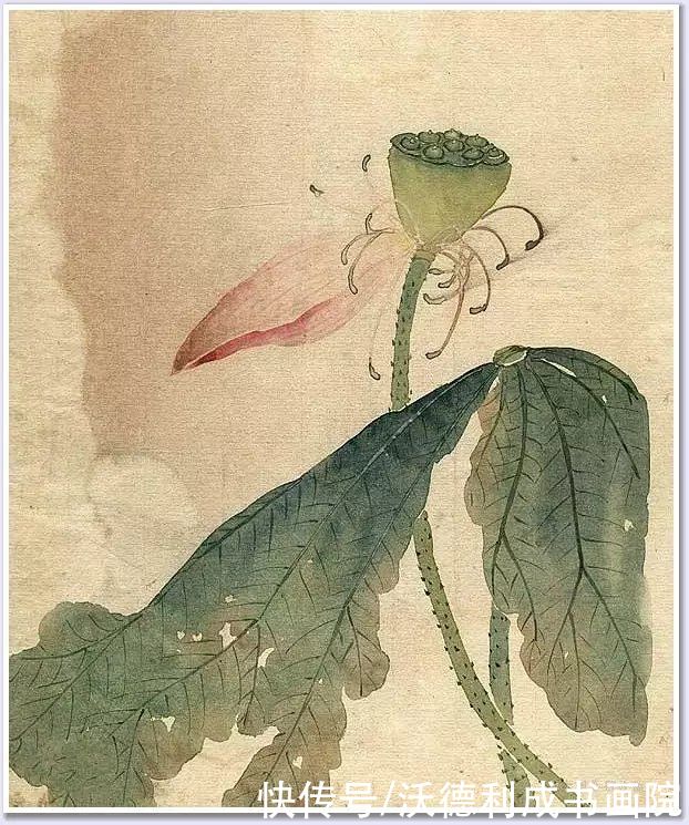 画菊|没骨百花图欣赏，美到骨子里
