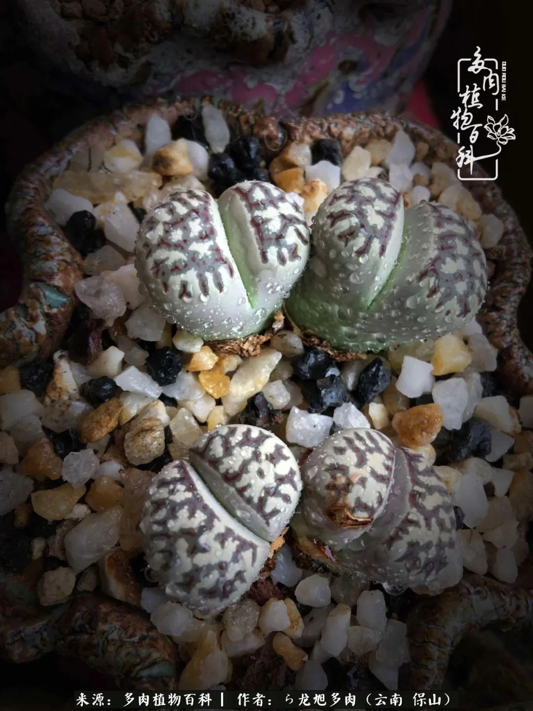 多肉植物|遇见多肉,遇见不一样的你,一养就是10几年!