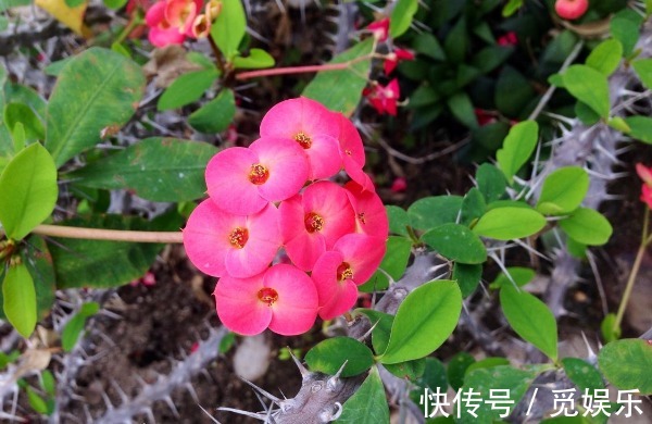 虎刺梅总是不开花怎么办以下3个方面多注意,花繁叶茂更美观