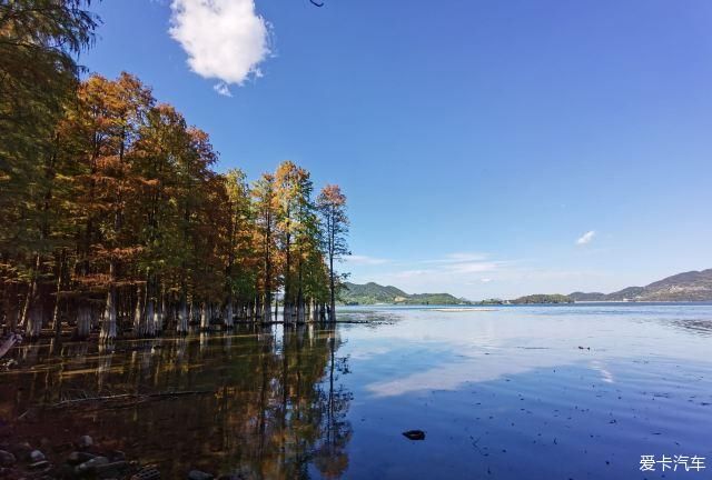 湿地|四明湖水杉湿地自驾游