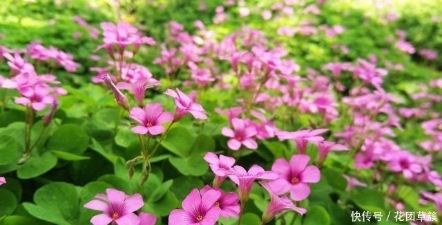 5种花是“拼命十三郎”,不但夏天盛开,四季勤花,你养了几种