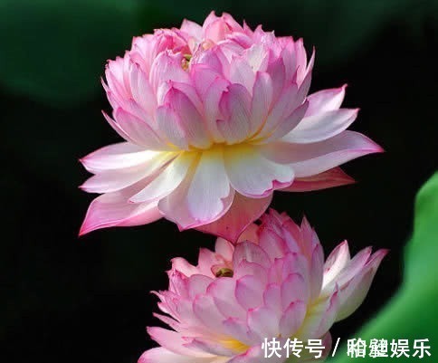 千瓣莲|1种“花”,漂亮像玫瑰,花期6个月,花色红艳,适合家庭粗养!