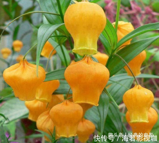 此花花姿别致,开花时犹如一串串灯笼挂满花枝,十分惹人喜爱
