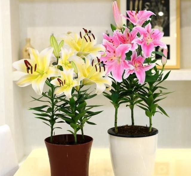  明年|今年的百合种球别扔了，教你1个小技巧，让它明年再次开花！