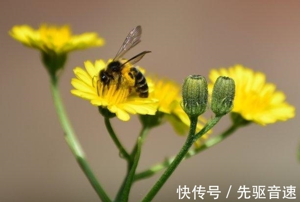 相守|四周以后，喜鹊送喜，喜从天降，心心念念，毅然转身，相守一生