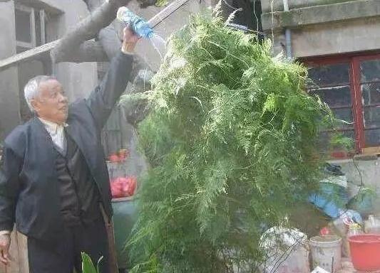 光合作用|文竹、发财树,用这“水”养一养,一窜2米高,再也不黄叶!