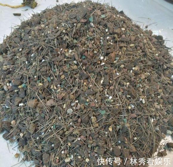 叶子|兰花移栽、换盆就死掉学会3招,养一盆活一盆,叶子飘逸花箭多