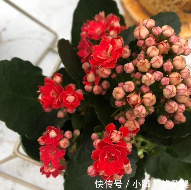 浇水|养长寿花3年,总结出了5个要点,花开不败,满满一大盆,太好看了