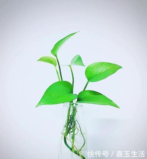 过期的3种“药片”千万别扔,养花都是“宝”,邻居后悔知道晚
