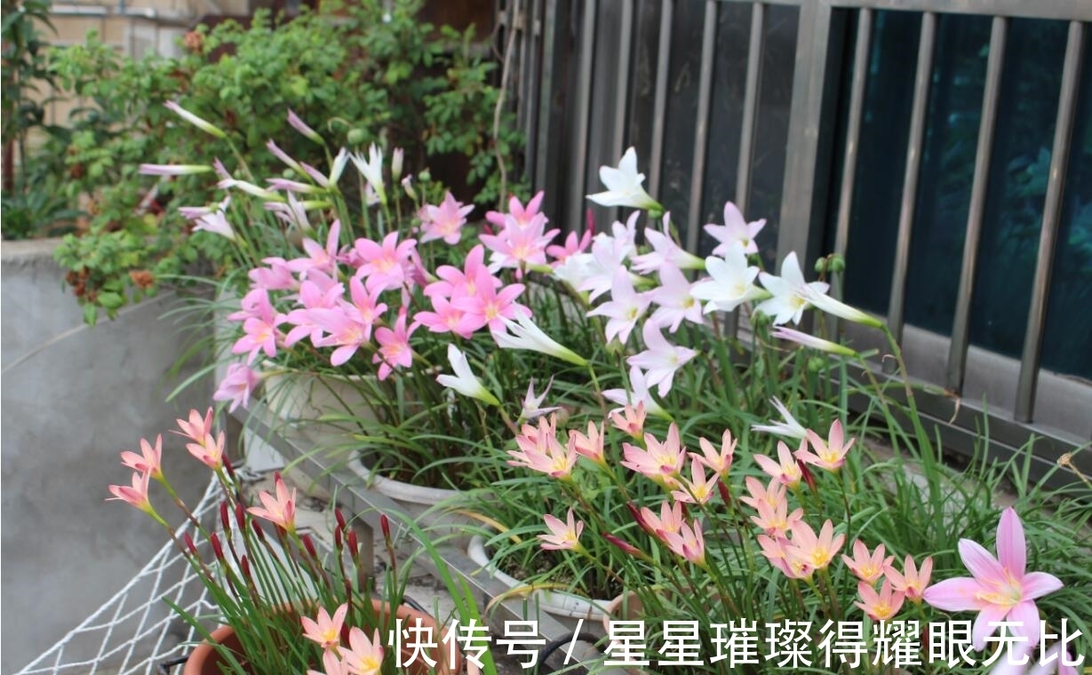 阳台养风雨兰,新人该怎么打理?想要多开花,就该抓住这6点