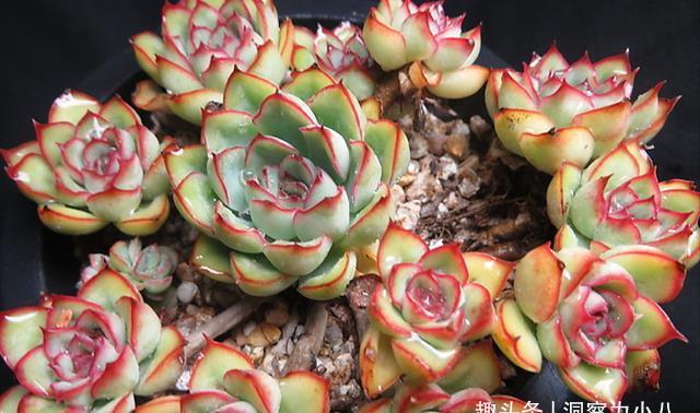 这“三多肉”是公认的爆崽小能手,室外冻一冻,憋成群生肉墩子