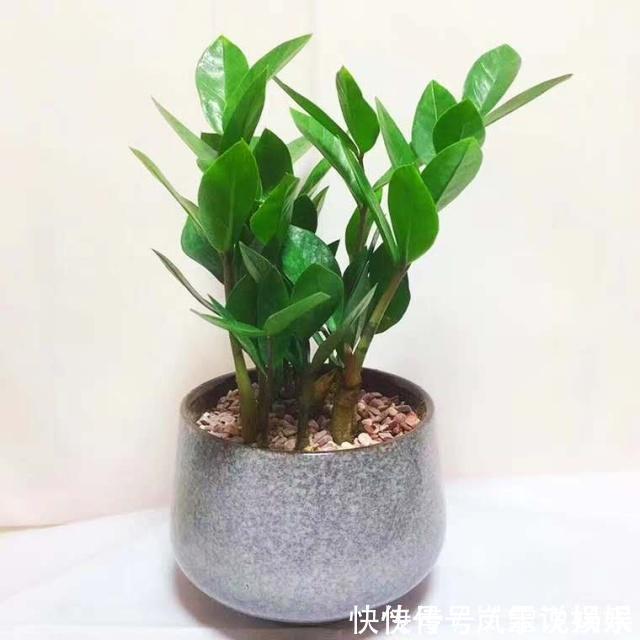 3种“懒人花”,最怕”水大“,”旱“字记心头,盆盆枝繁叶茂!