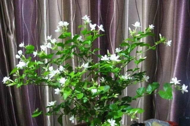 花期|养4种花,花朵凋谢“别等了”,咔嚓剪几刀,30天后又开一茬花