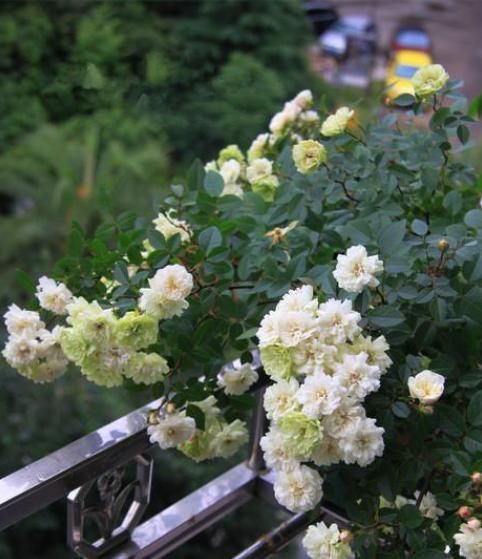  盆栽|此盆栽植物号称开花机器，全年都开花，种植容易，室内也能种