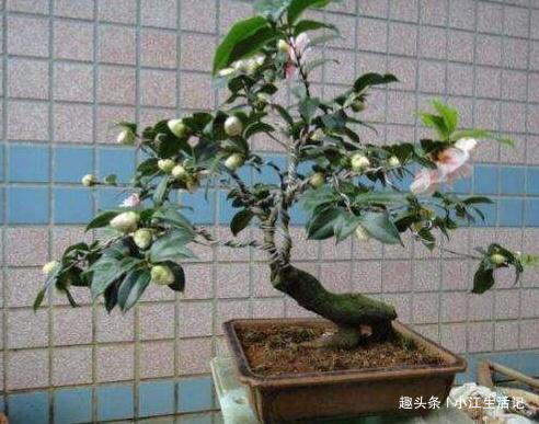 养山茶花,牢记这“3点”,一年四季不用愁,花苞多、开花也旺