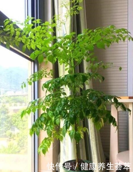 家养幸福树,只需“5招”,枝芽蹭蹭冒出来,油绿旺盛,成镇宅树!
