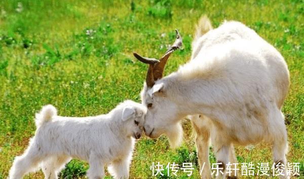 配对|和生肖猴幸福配对的最佳伴侣是谁婚后带财，家宅兴旺，白头到老