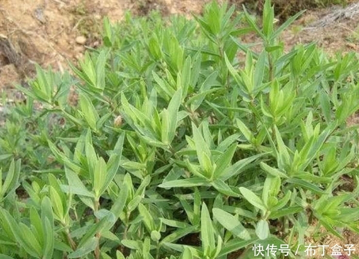 这种野菜常被人们制成包子馅，既美味有营养，你们有吃过吗