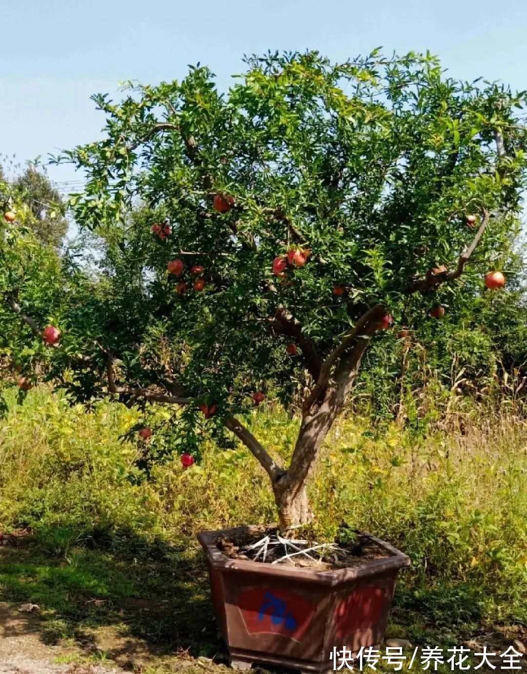10种花不怕冷，先别搬进屋，放外面冻一冻，开花更旺