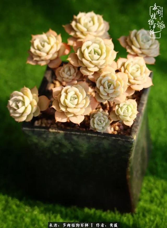 养了三年多肉，终于明白佛系养肉才是王道！