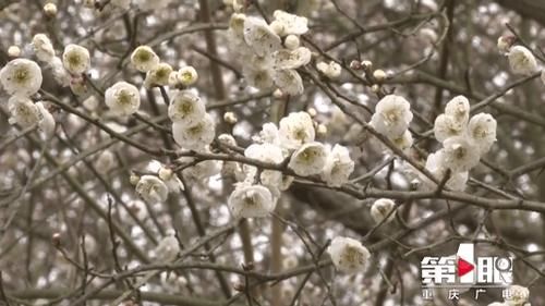 中年|五彩梅花迎春开 赏花出游正当时